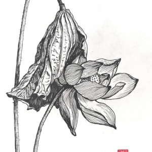 荷花