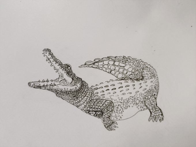 被疫情饿瘦的鳄鱼_线描画