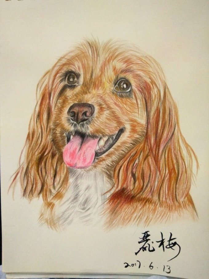 金毛犬_线描画