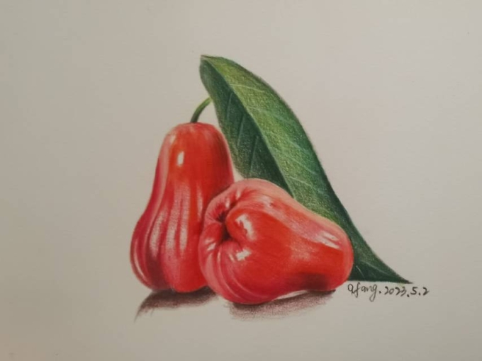 莲雾_线描画