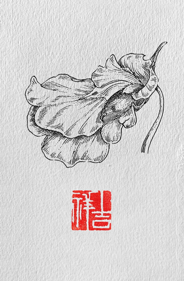 凤仙花_线描画