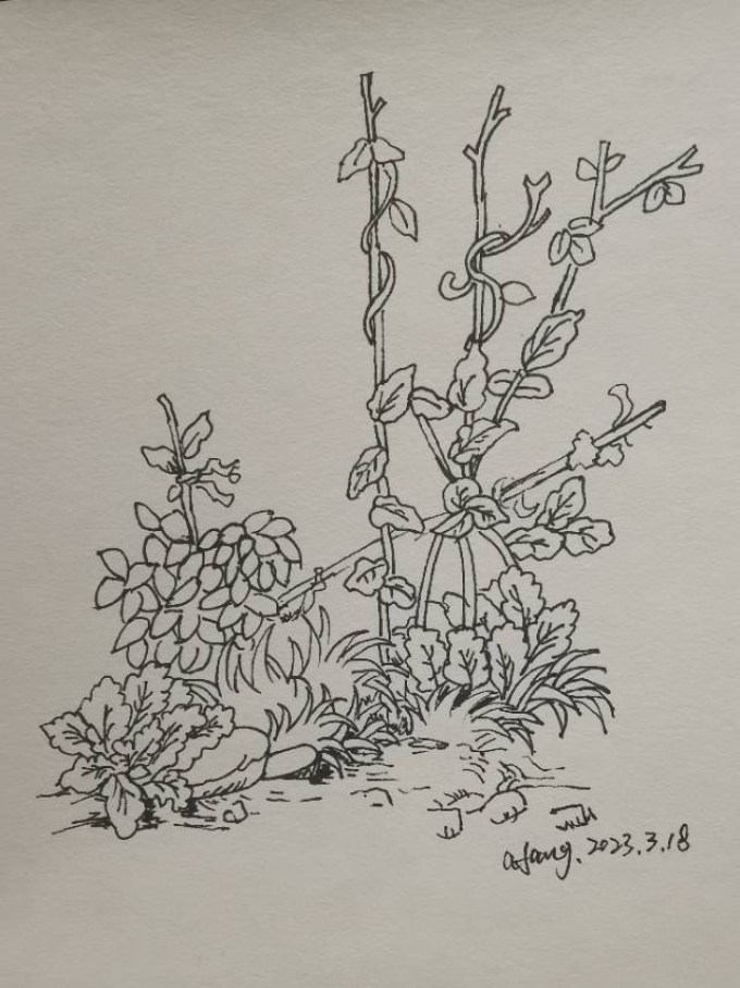 每日一画_线描画