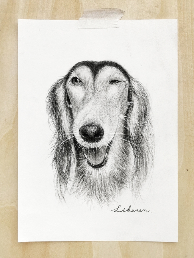 长毛狗_线描画