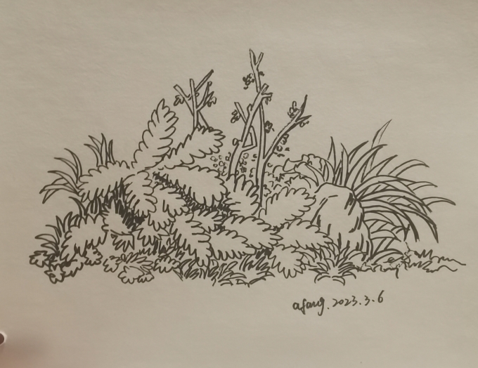 每日一画_线描画