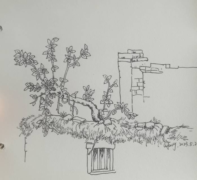 墙头树枝_线描画