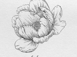 芍药