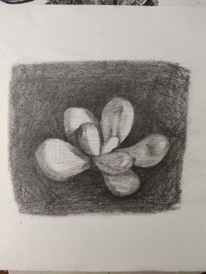 多肉一组_线描画