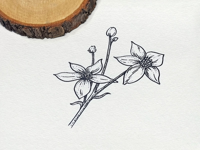 错过春天--第三弹_线描画