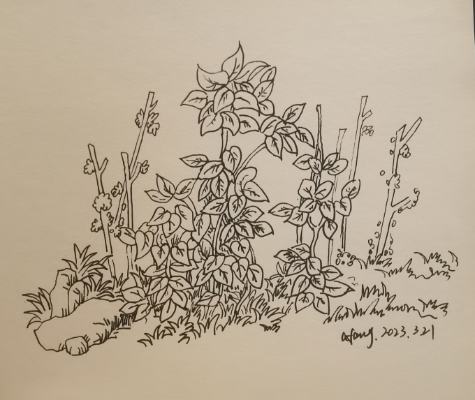 每日一画_线描画