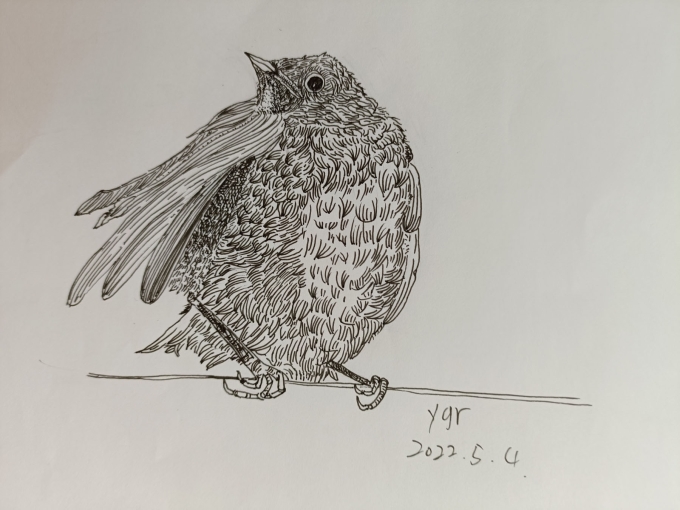 画捡的鸟儿_线描画