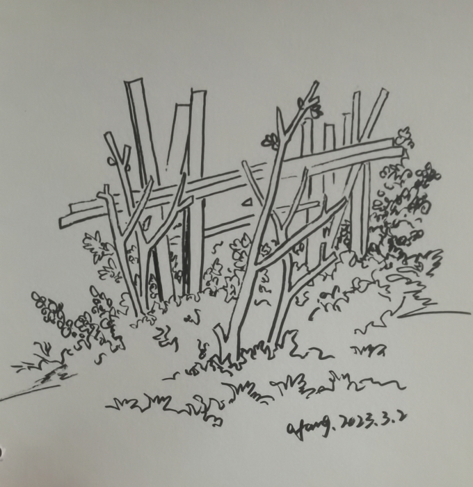 每日一画_线描画