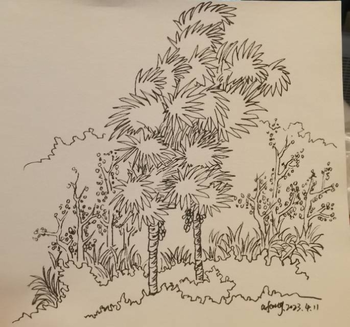 每日一画_线描画