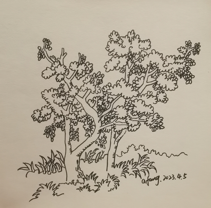 每日一画_线描画