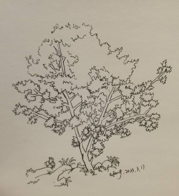 每日一画_线描画