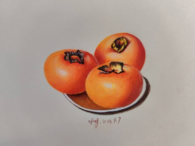 柿子_线描画