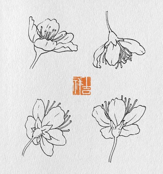 李花_线描画