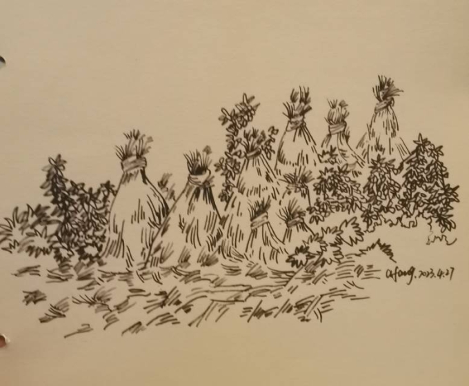 每日一画_线描画