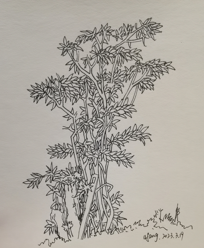 每日一画_线描画