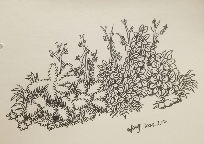 每日一画_线描画