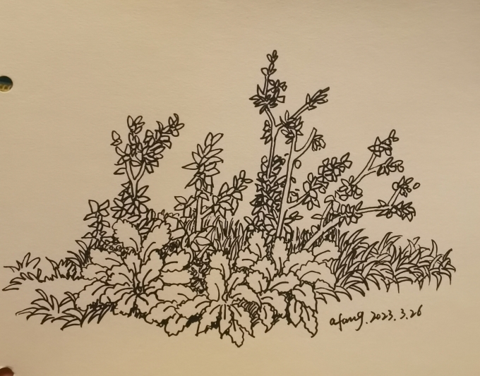 每日一画_线描画