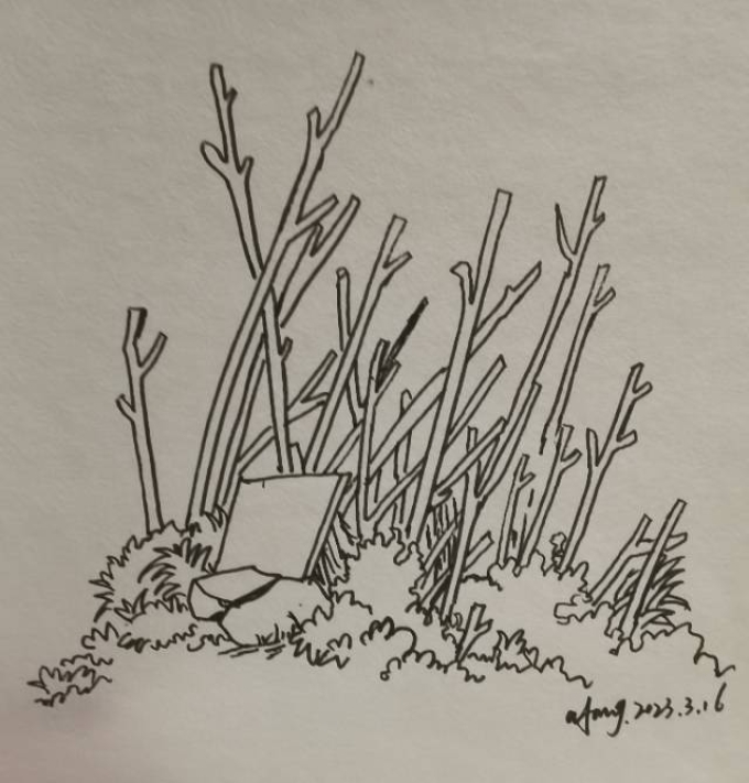 每日一画_线描画