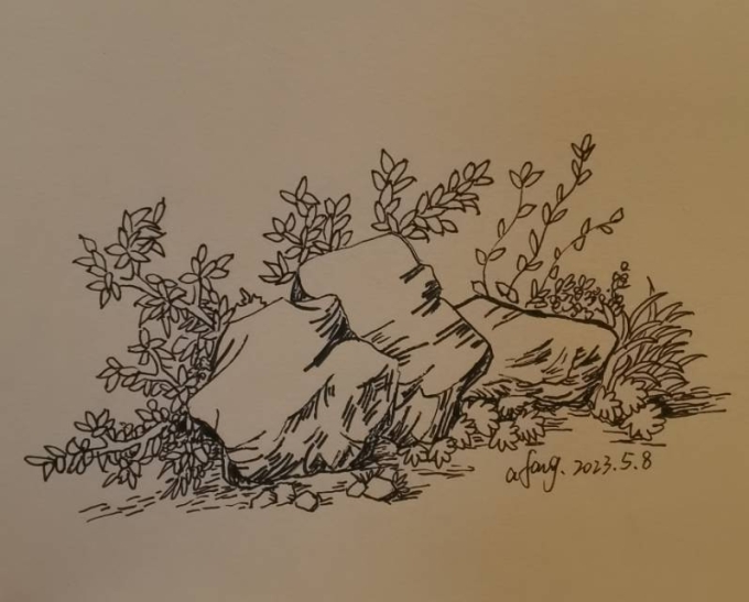 每日一画_线描画