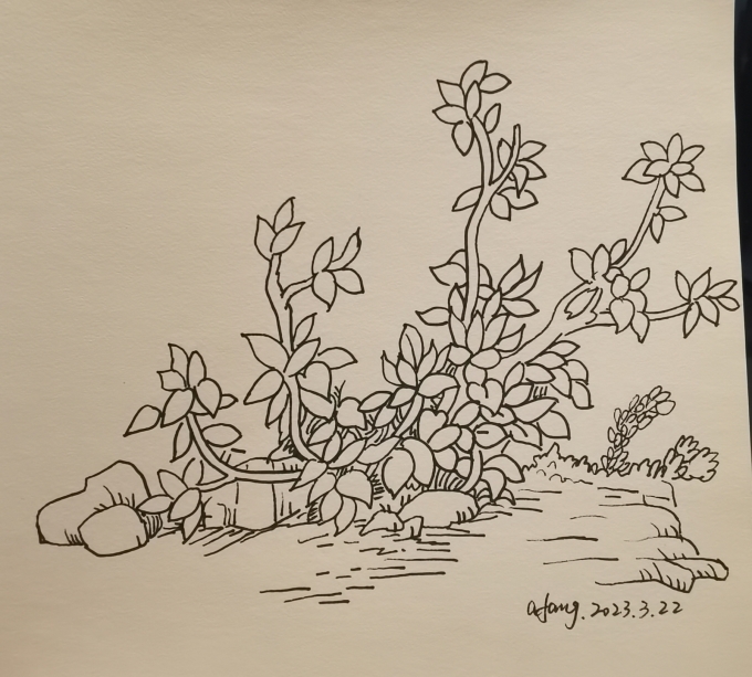 每日一画_线描画