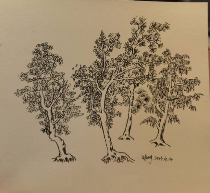 每日一画_线描画