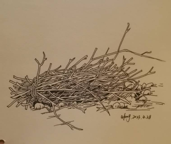 每日一画_线描画