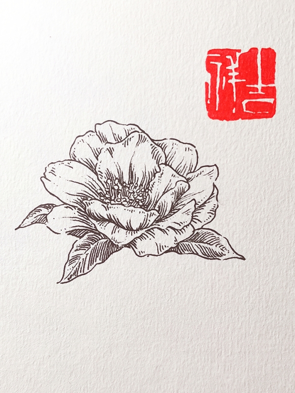 茶梅_线描画