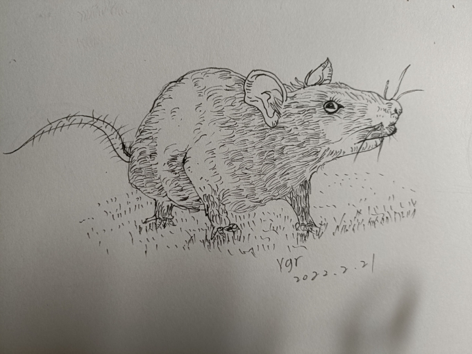 地沟里的油腻耗子大叔_线描画