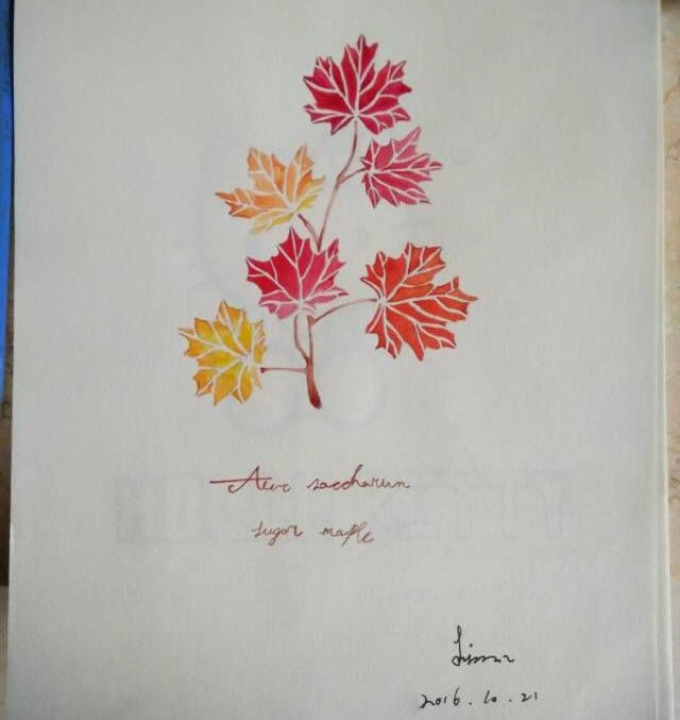 小清新树叶_线描画