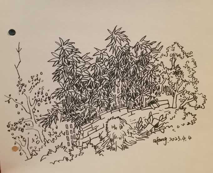 每日一画_线描画