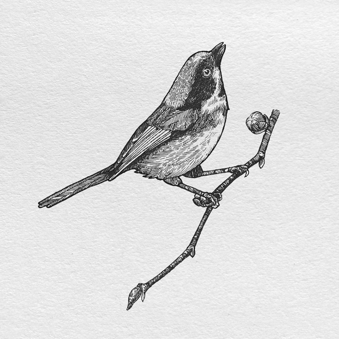 枝头小鸟_线描画