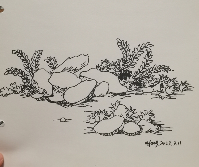 每日一画_线描画