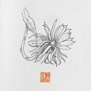 昙花