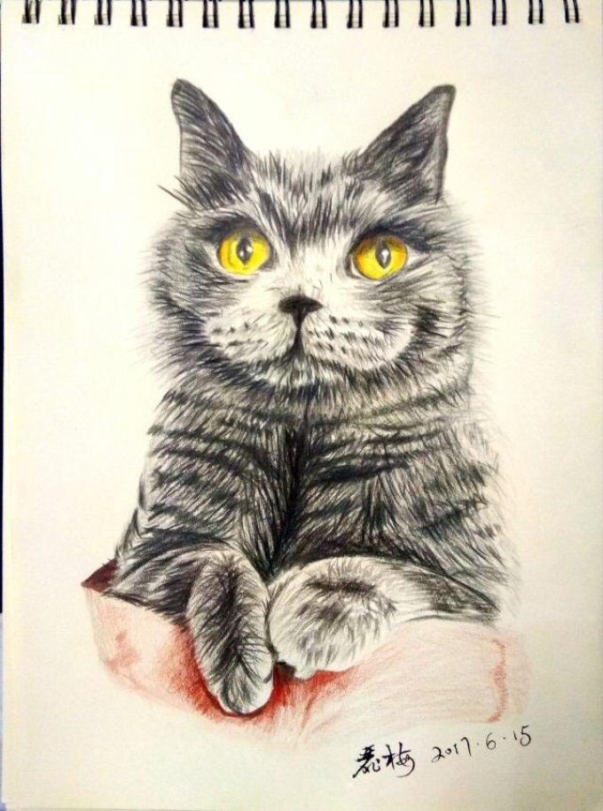 我是集市里的养猫者_线描画