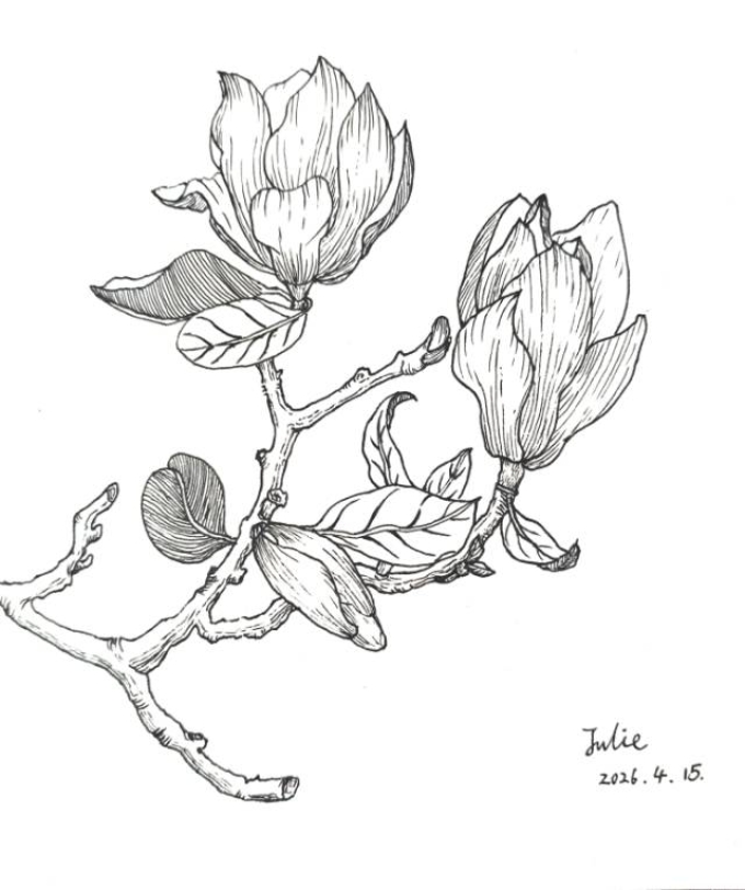 玉兰_线描画