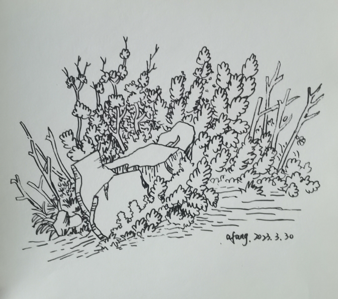 每日一画_线描画