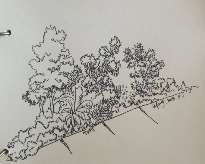 路边树林_线描画